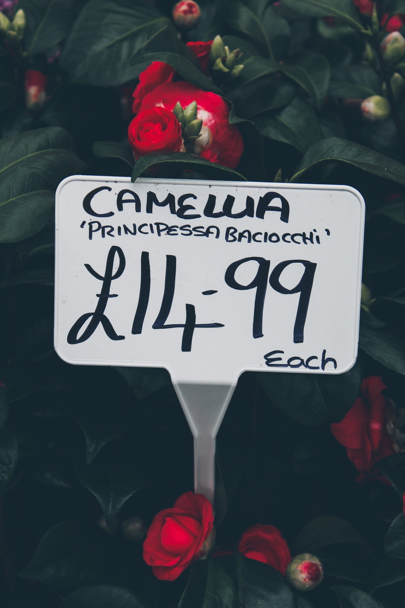 western script, text, outdoors, peony, symbol, dahlia, focus on foreground, 5K, nature, red, freshness, day, dollar sign, no people, funeral, flowering plant