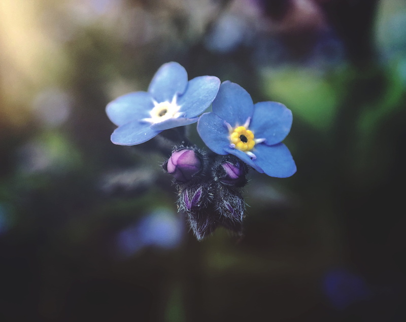 flower head, vulnerability, freshness, focus on foreground, macro photography, beauty in nature, blossom, inflorescence, close-up, garden flower, blur