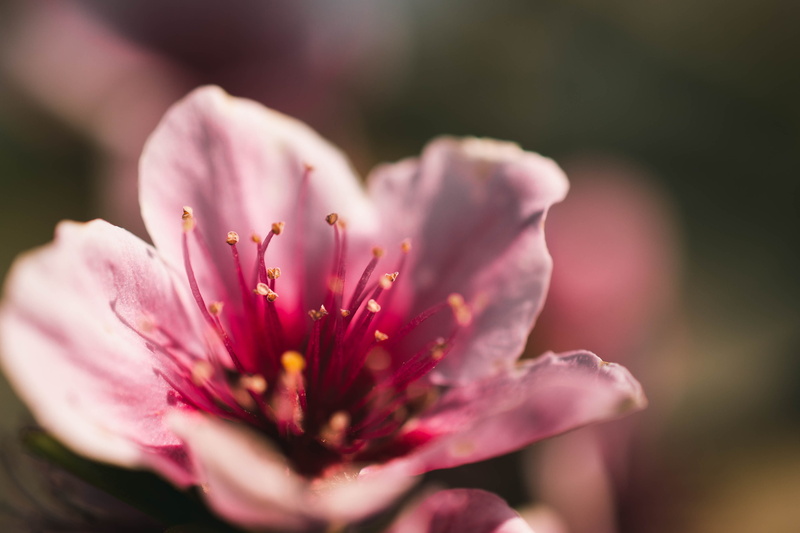 4K, selective, geranium, flower head, close-up, planet, fruit, produce, growth, flower, fragility, plant, spring, vulnerability, pollen, person, peony