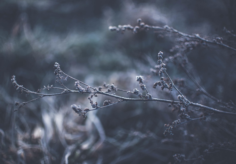 photography, black and white, no people, tree, weather, bokeh, branches, focus on foreground, plants, outdoors, frozen, focus, plant, selective focus, close-up