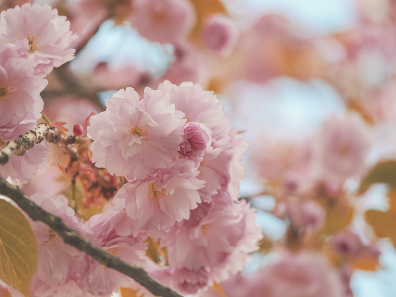 flowering, fragility, cherry flowers, blossom tree, no people, selective, human, close up, bunch of flowers, petal, plant, pink, flora, people, bloom, freshness
