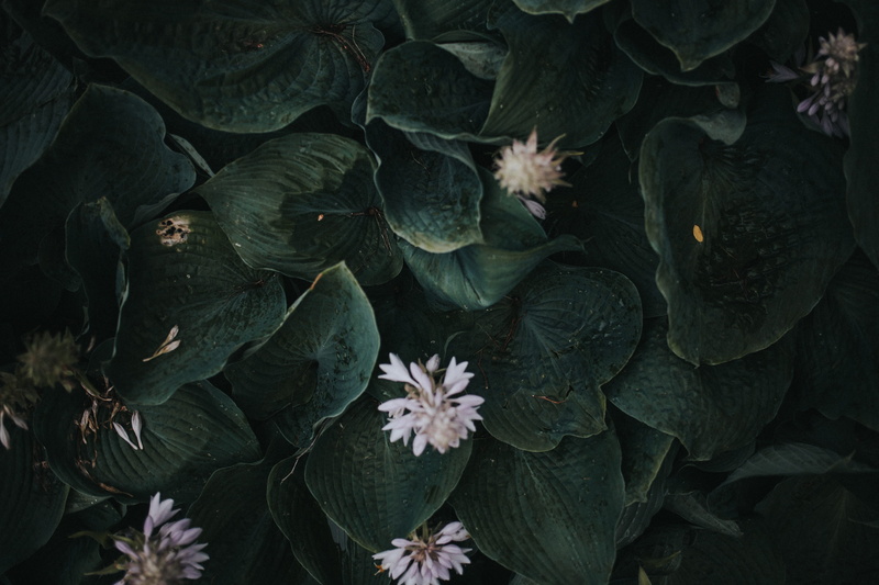 cabbage, sea life, garfield park, nature, flower head, vulnerability, produce, plants, chicago, high angle view, outdoors, 4K, close-up, leaves, growth