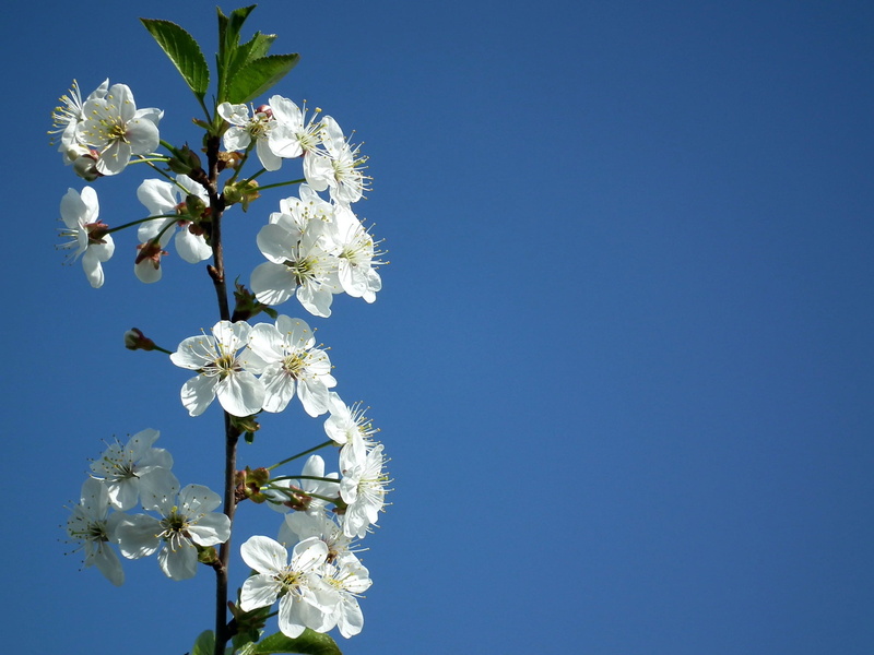 plant, sky, blossom, cherry blossom, white flowers, flowering plant, flower Head, freshness, clear sky, greens, tree, flowers, garden flowers, cherry tree