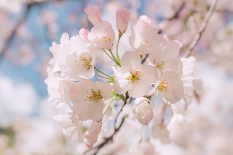 in bloom, 4K, white, inflorescence, spring, flower Head, springtime, cherry, flowers, no people, wedding, outdoors, day, photography, beauty In Nature