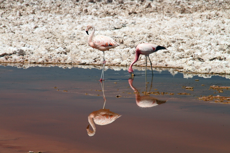 flamingos, chile, outdoors, near, pink, reflection, bird, vertebrate, two, beach, sea, freshwater bird, wading, animals in the wild, atacama desert, full length