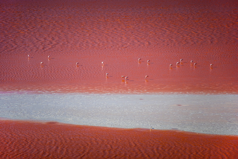 sea, climate, altiplano, backgrounds, pattern, salt flat, 4K, scenics - nature, abstract, flamingos, colour, soil, beauty in nature, travel, flock, arid climate
