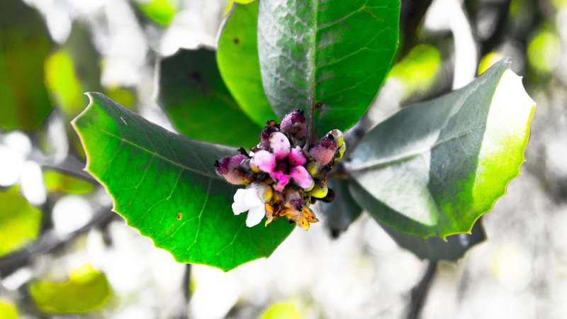 green, morning, vulnerability, hike, kalif, close-up, nature, apline, beauty in nature, panoramic, scene, plant, growth, visit, 2017, losangeles, flower head