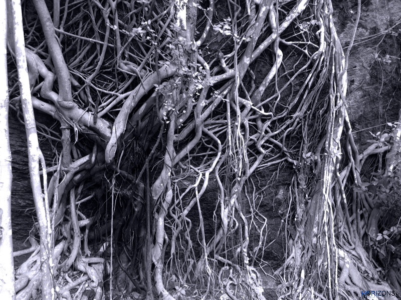 colors of nature, dry, tree, root, day, planet earth, branch, india, tree trunk, land, no people, gandhinagar, beautiful, tangled, plant, plant part, trunk