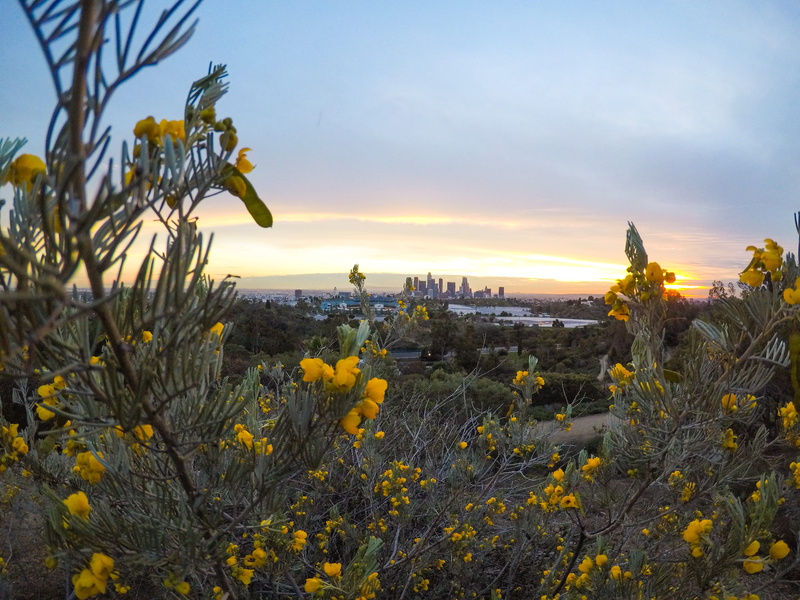 growth, unsplash expedition, nature, beauty in nature, plant, silhouettes, sky, city, cloud - sky, yellow, tranquil scene, land, vulnerability, cityscape