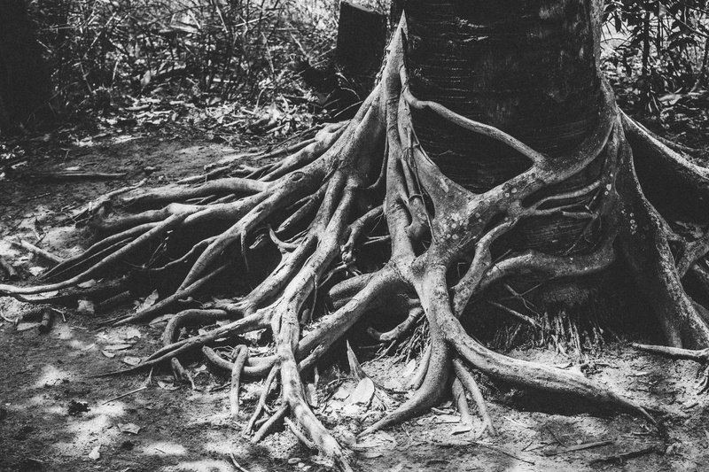 path, redwood, no people, grove, outdoors, non-urban scene, vegetation, jungle, 5K, forest, tree trunk, photo, tangled, woodland, wood - material, tranquility