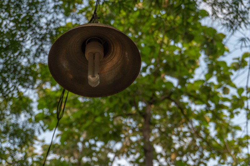 outdoors, green color, wood - material, clothing, street light, auroville, metal, no people, growth, tree, 5K, day, design, light, close-up, tranquility