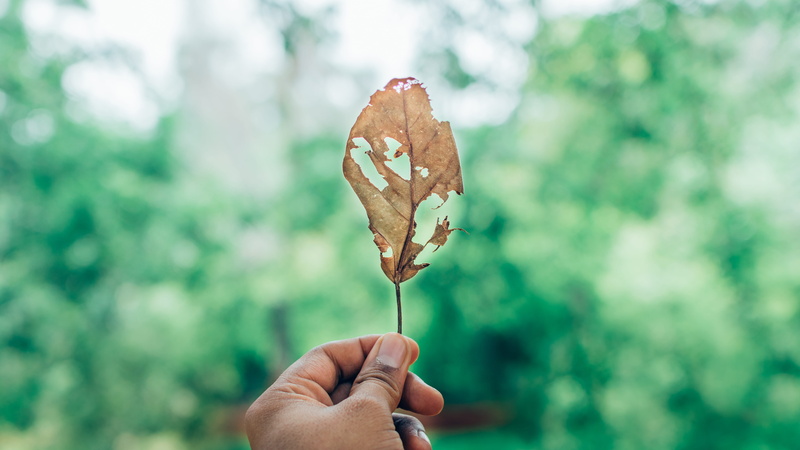 leaf, tilt, withered, dry, one person, body part, outdoors, green, hand, dry leaf, auroville, lens, human finger, 5K, sweet food, season, food, shift