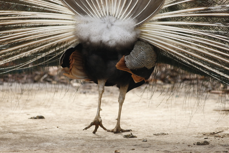 4K, machine, animal wildlife, animals in the wild, beak, outdoors, one animal, spread wings, brown, sidewalk, pheasant, wildlife, nature, peacock, vertebrate