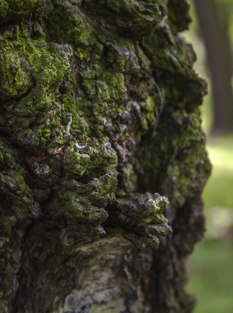 macro, link, weathered, photo, rough, details, no people, photobash, concept art, lichen, green color, moss, selective focus, forest, deep, plant, close-up