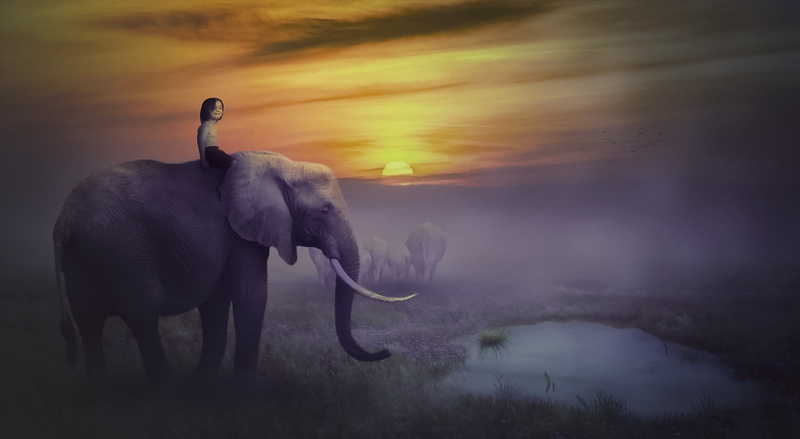 land, parimal, pond, boy, domestic animals, nature, painting, elephant, creativity, animal themes, sunset, vertebrate, no people, safari, one animal, standing