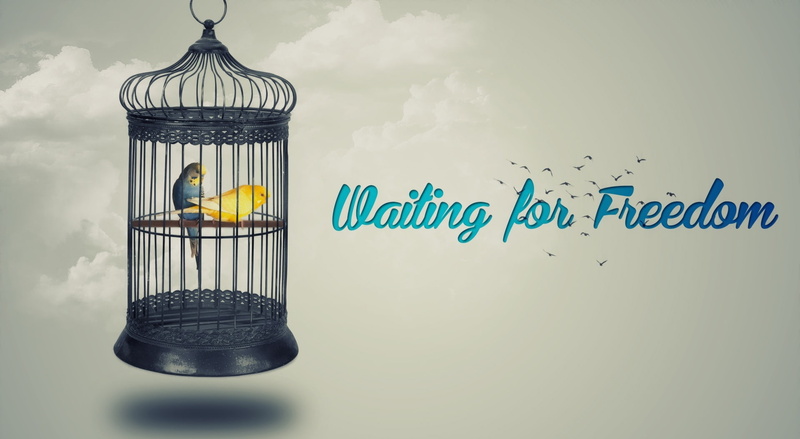 dom, animal, communication, animal wildlife, text, message, vertebrate, parimal, still life, cage, birdcage, savarkundla, nature, western script, studio shot
