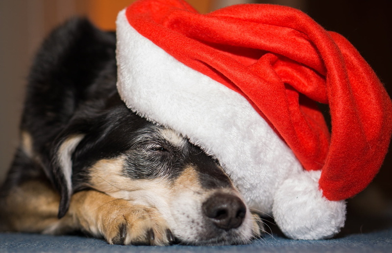 celebration, christmas time, no people, animal, one animal, sleeping, selective, december, red, photography, fabric, small, santa hat, christmas, dog, relaxation