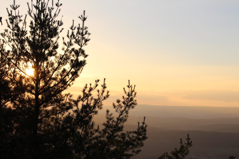 sunset, tree, no people, 5K, nature, tranquil scene, plant, appalachian trail, outdoors, orange color, sky, beauty in nature, growth, tranquility, sun