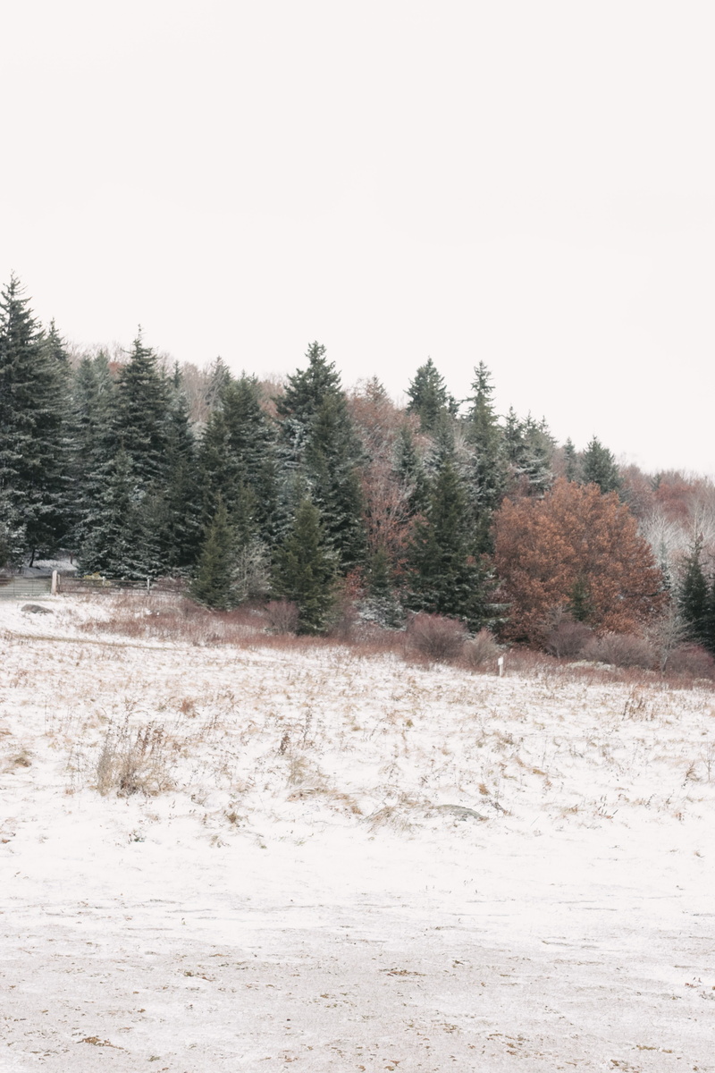 hike, plant, coniferous tree, non-urban scene, tree, pine trees, no people, 4K, trail, sky, environment, land, grayson highlands, grayson highlands state park
