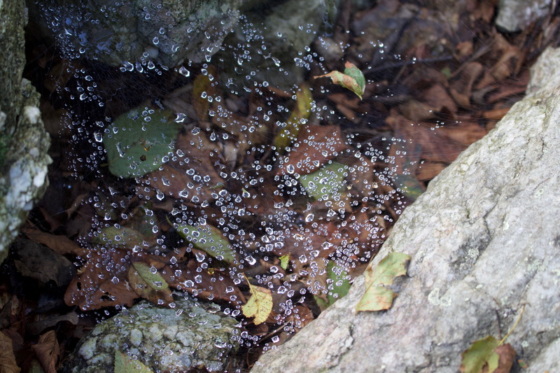 camping, outdoor, nature, rock - object, lichen, plant, textured, close-up, growth, dew, outdoors, appalachian trail, solid, appalachian, wet, selective focus
