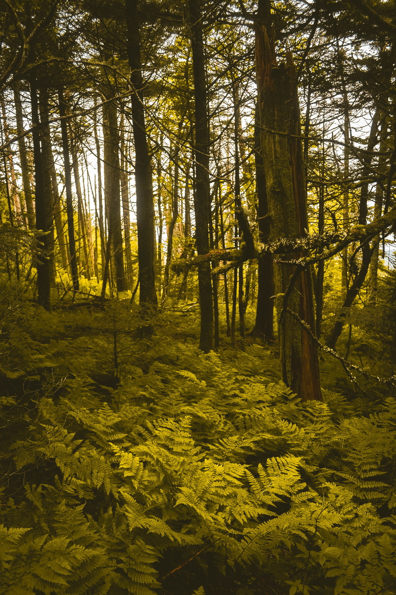 tree, landscape, mountain, day, tree trunk, non-urban scene, united states, roan mountain, ferns, sunlight, growth, summer, woodland, beauty in nature