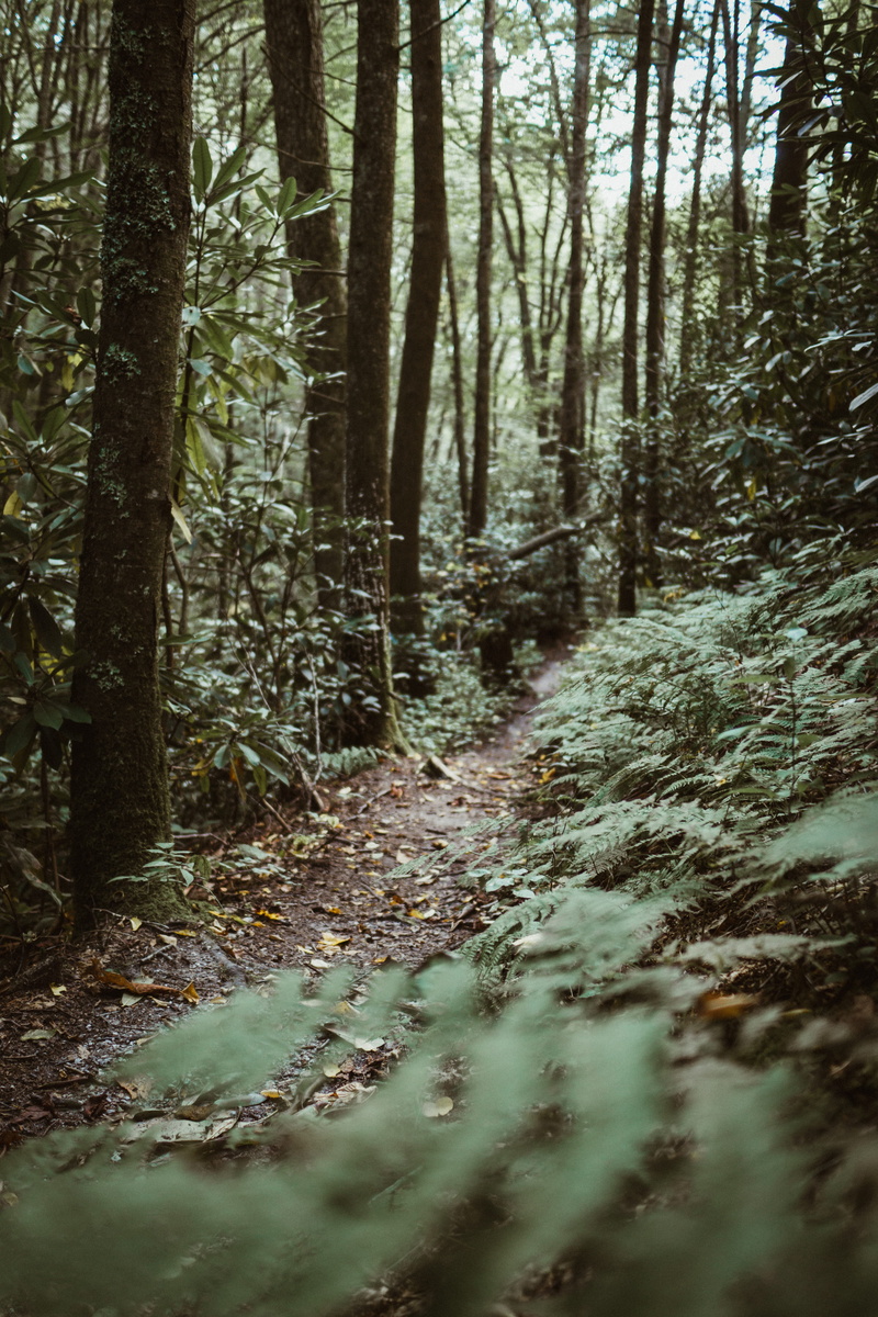 environment, land, path, rainforest, tranquility, dream, sunlight, tree trunk, vegetation, tranquil scene, daytime, forest, tree, 5K, grove, nature, landscape