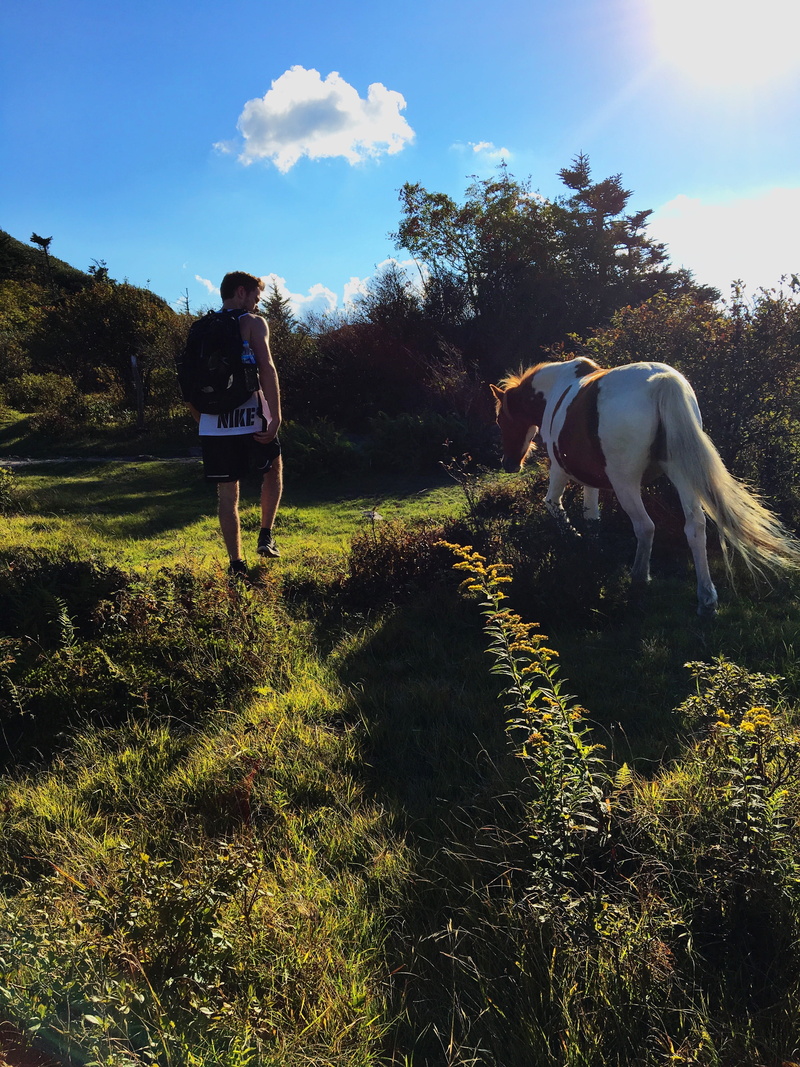 appalachian trail, grassland, grass, countryside, land, person, united states, mouth of wilson, stallion, nature, growth, sky, tree, real people, mammal