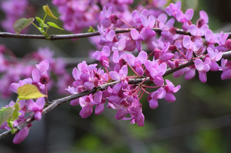 magenta, macros, cherry blossom, pollen, plant, nature, vulnerability, understory, eastern, beauty in nature, buds, springtime, flower head, pink color