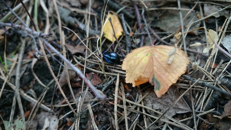 4K, natural condition, focus on foreground, litter, leaves, photo, leaf, earth, beauty in nature, no people, plants, land, day, dry, field, an understory