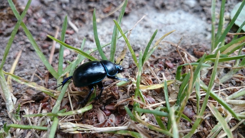 animal, field, needle rollers, animal wildlife, high angle view, needle, animal themes, litter, nature, zoology, black color, forest, plant, earth, an understory
