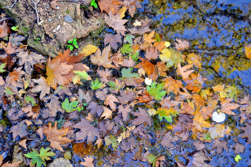 full frame, outdoors, no people, maple leaf, falling, plant part, day, natural condition, messy, plant, dd, autumn, field, beauty in nature, 2K, growth