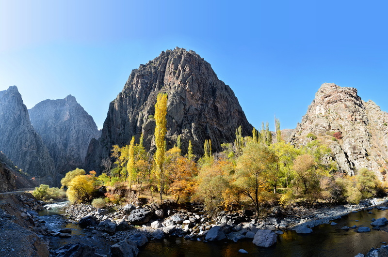 pine tree, solid, 8K, leaves, mountain range, tranquility, landscape nature, body, withered leaves, peace, tranquil scene, tree, mountain, land, canyon