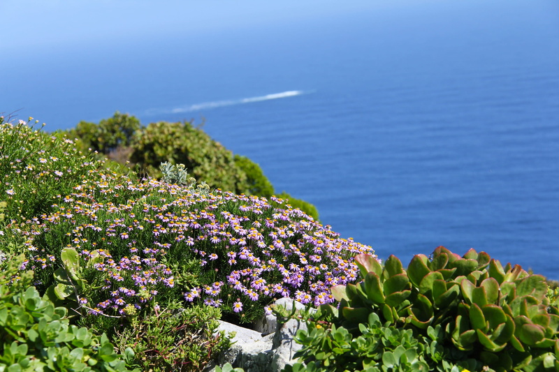 vulnerability, flowering plant, 2K, nature, freshness, springtime, sea, africa, beautiful, beauty in nature, Breath, south africa, travel, blue, beach