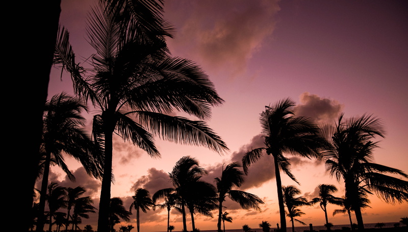 plant, clouds, growth, nature, beach, sky, tree, the bahamas, tranquility, scenics - nature, romantic sky, silhouette, colorful, 5K, tropical climate