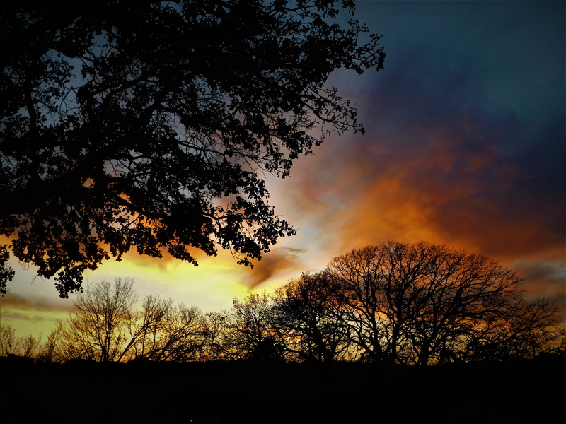united states, cloud - sky, breath, outdoors, color, sunset, nature, sky, plant, trees, oklahoma city, beauty in nature, exposure, branch, non-urban scene