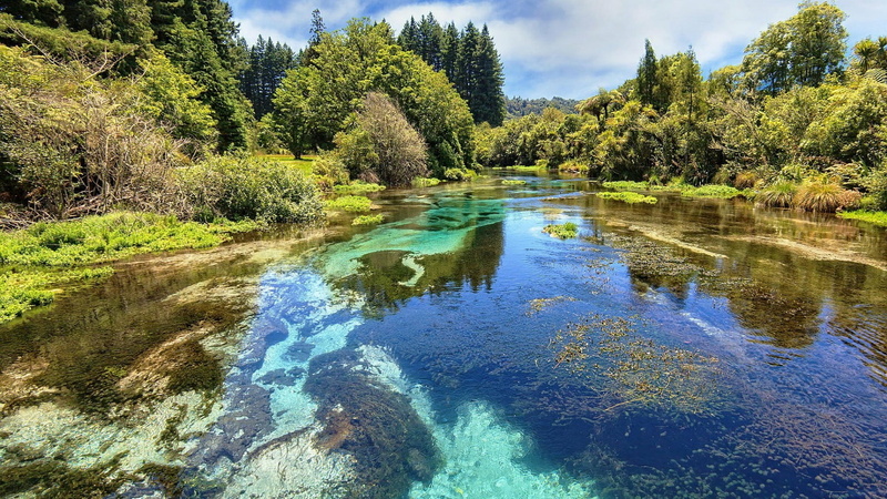 hamurana spring, stream, outdoors, crystal clear, reflection, non-urban scene, new zealand, bank, 1080P, water, tranquility, creek, plant, green color