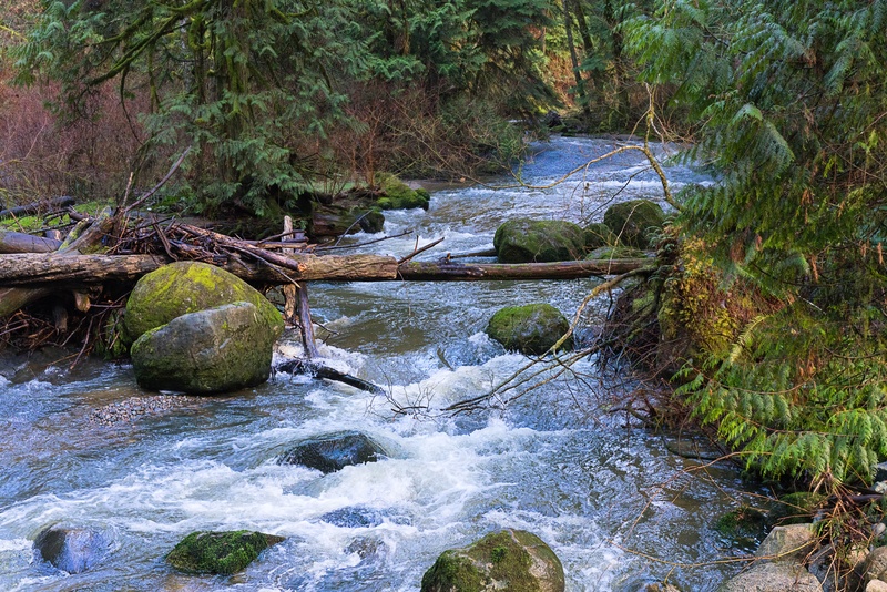 tree, rock, day, stream, plant, solid, 8K, tranquility, scenic, stream - flowing water, trees, creek, rock - object, daytime, outdoors, scenics - nature
