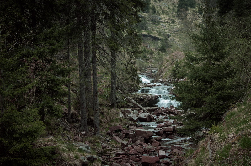 tranquility, rocks, beauty in nature, solid, dojkinačka reka, outdoors, flowing water, growth, creek, non-urban scene, the way forward, tranquil scene