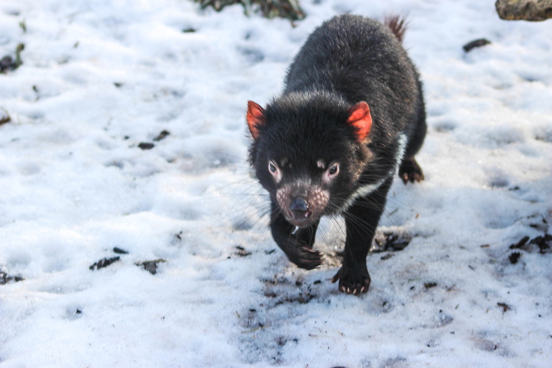 black, cute, Copenhagen Zoo, walking on, dog, outdoors, Danmark  Denmark, walking, Köpenhamn, nature, pets, tasmanian, snowfield, mammal, animal, devil
