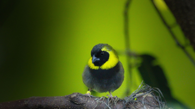 fågel, branch, black and yellow, Explore, Köpenhamn, Copenhagen Zoo, black, Tropical, outdoors, yellow bird, 5K, nature, Danmark  Denmark, close up, animal