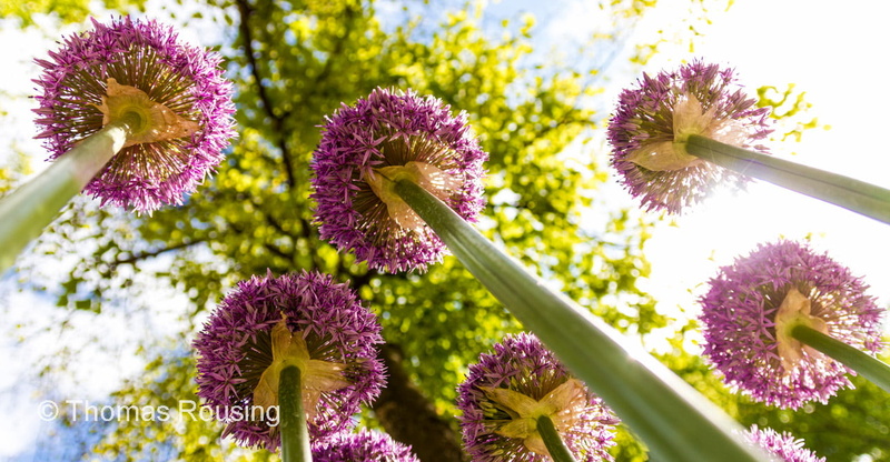 photos, purple, low, scandinavia, for  sale, colors, Kaupmannahöfn, pink, flower, Onions, low-angle, price, summer, photography, Thomas, Alliums, tulips
