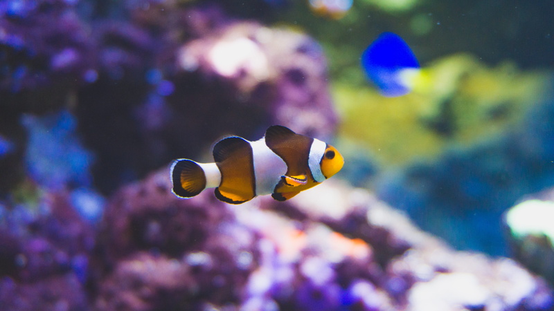 animals in the wild, undersea, ocean, clown, sea life, 5K, sea, tropical fish, nature, colour, animal, purple, swimming, animal themes, water, kopenhagen
