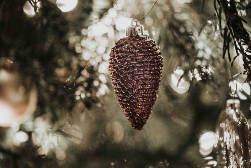 celebration, pine, christmas decoration, cone, plant, low angle view, invertebrate, no people, christmas tree, nature, fir, outdoors, close-up, interior design