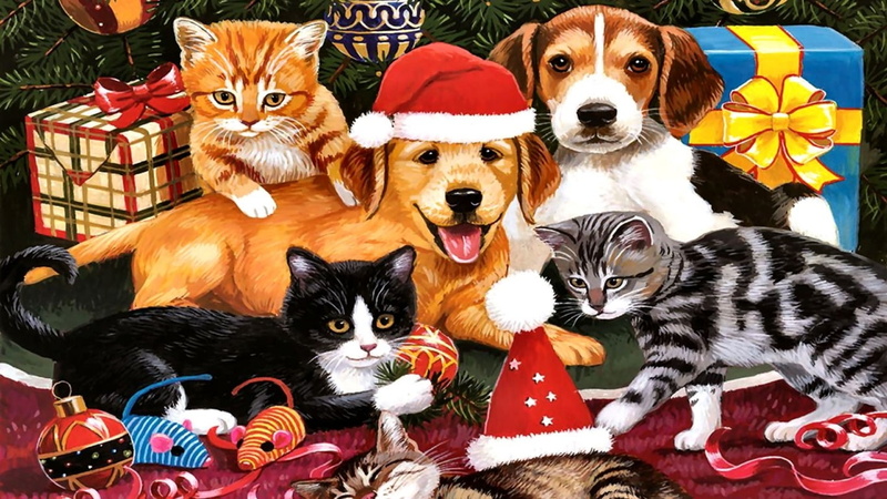 animal family, Weihnachten, feline, domestic animals, 720P, animal themes, multi colored, looking at camera, portrait, group of animals, no people, Deutschland