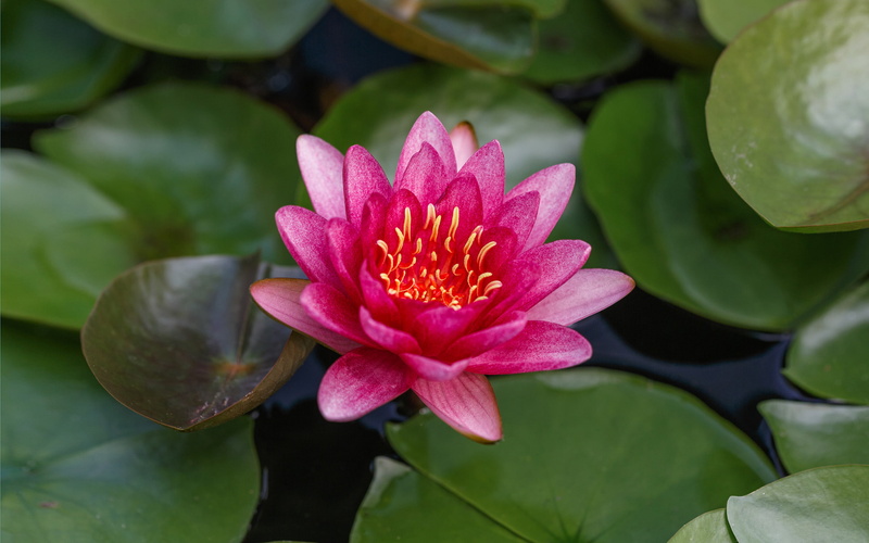 explored, water, 2K, lily, jul