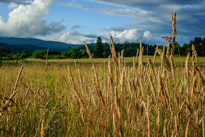 wheat, agriculture, 2013 edition, sky, wheat field, Jul, summer, plant, outdoors, farm, close up, Fields of gold, nature, Day, scenics, field, Oregon, photo