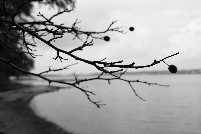 selective focus, tranquil scene, sky, plant, growth, close-up, bandw, 4K, day, beauty in nature, lake, water, nature, danmark, outdoors, twig, beach, focus on foreground