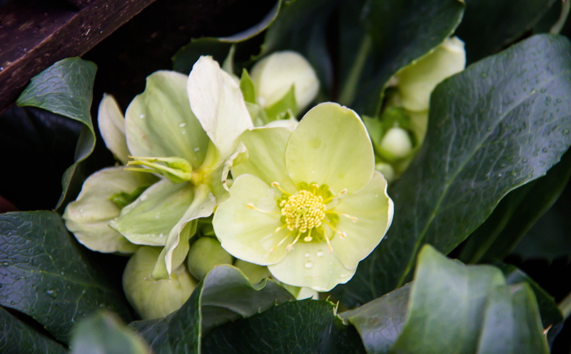 springtime, vulnerability, 5K, outdoors, green color, fragility, close-up, blomma, kopenhavn, leaf, flower head, kopenhamnsaluhallarna, white, copenhagen