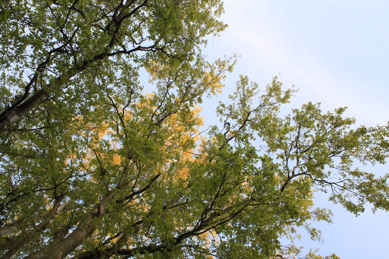 tranquility, tree canopy, autumn, flare, outdoors, plant, light, idyllic, sunlight, danmark, sky, tranquil scene, grass, oak, backgrounds, no people, growth