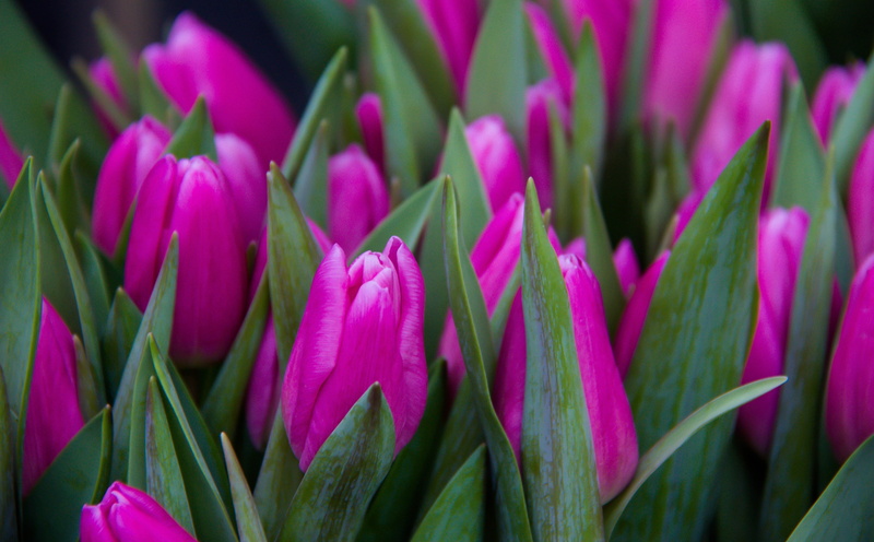 blomma, flower head, Pink, tiulpaner, copenhagen, flowering plant, Spring, day, inflorescence, leaf, plant, pink color, no people, fragility, purple, green color